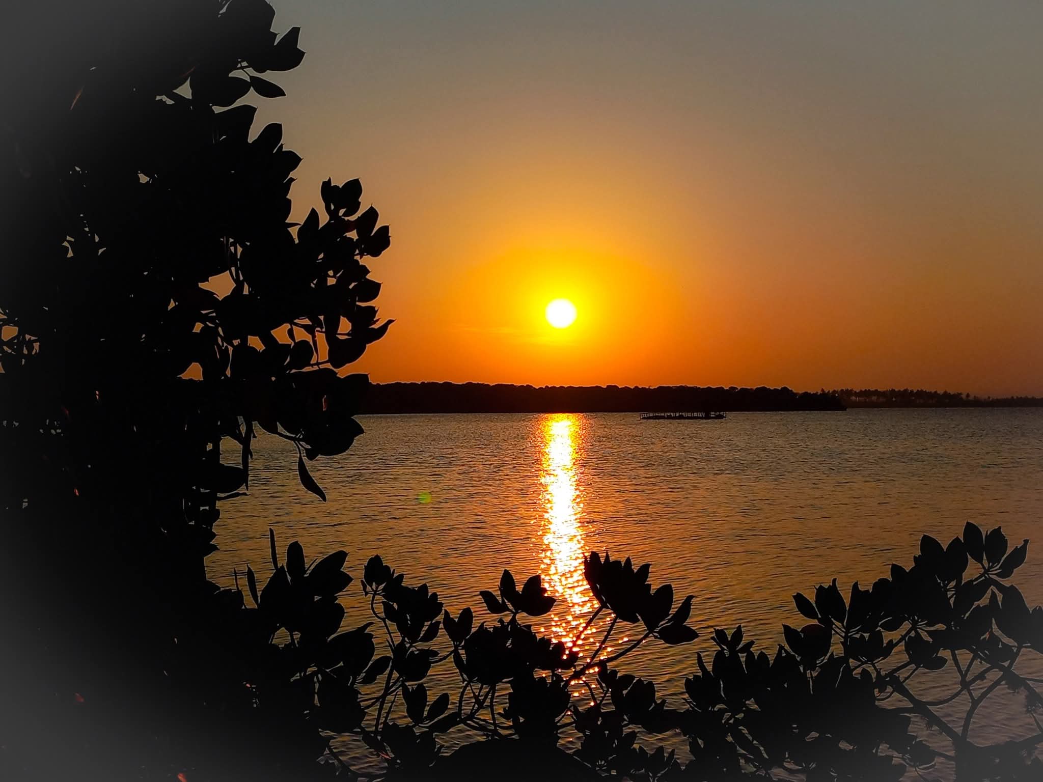 Mangrovie Watamu