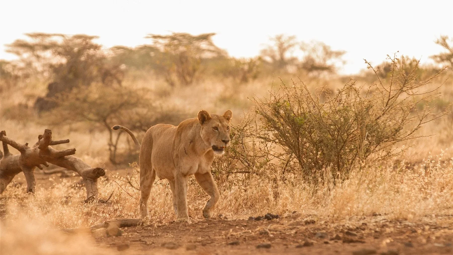 masai mara Safari