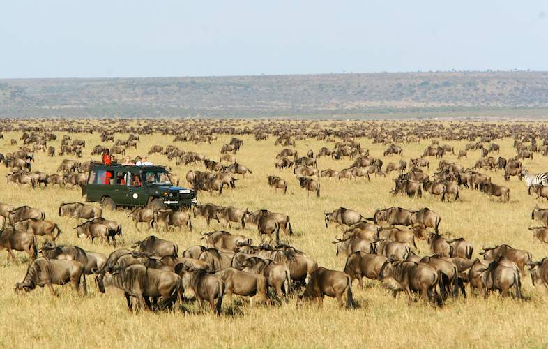 Migration safari