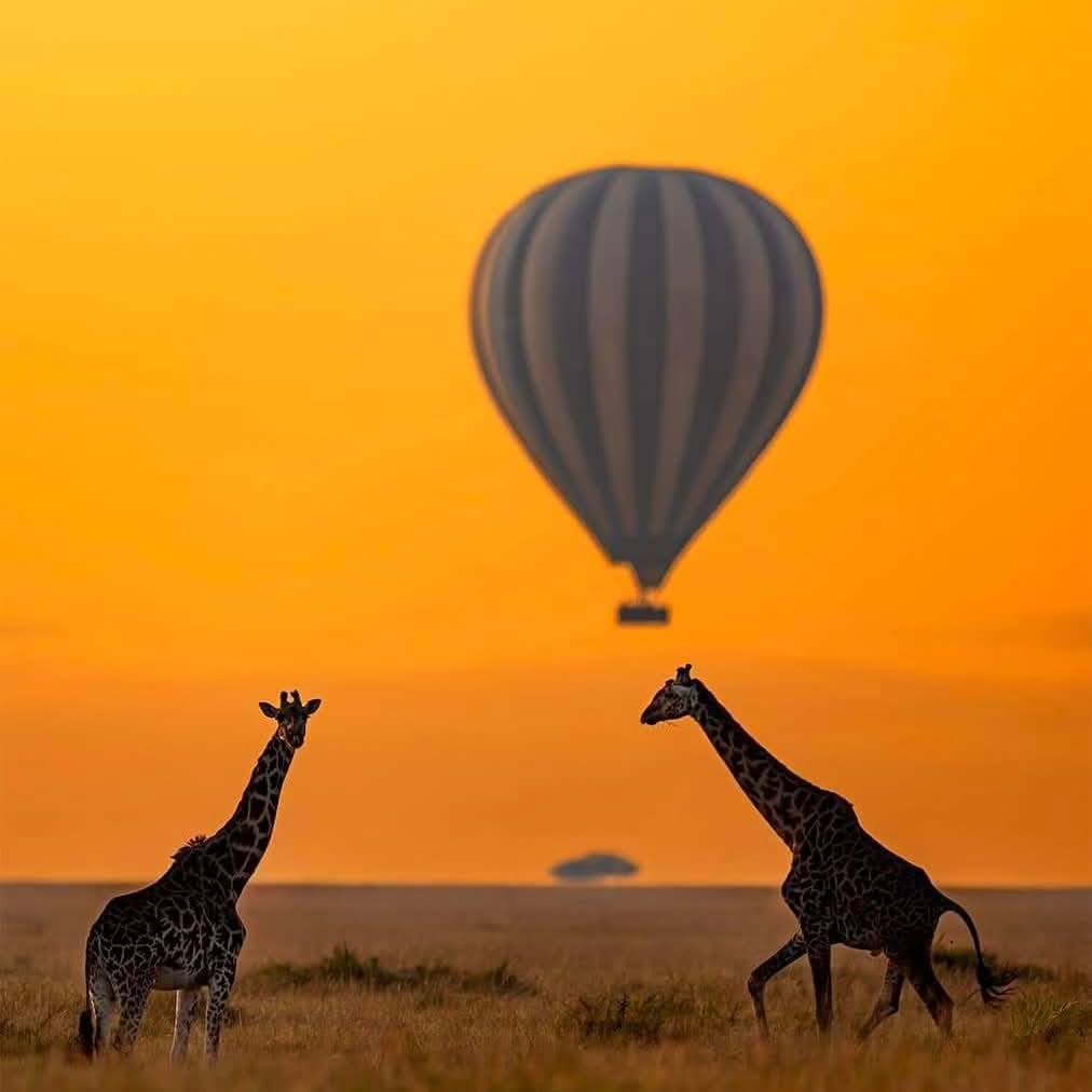 Masai Mara e Nakuru Safari