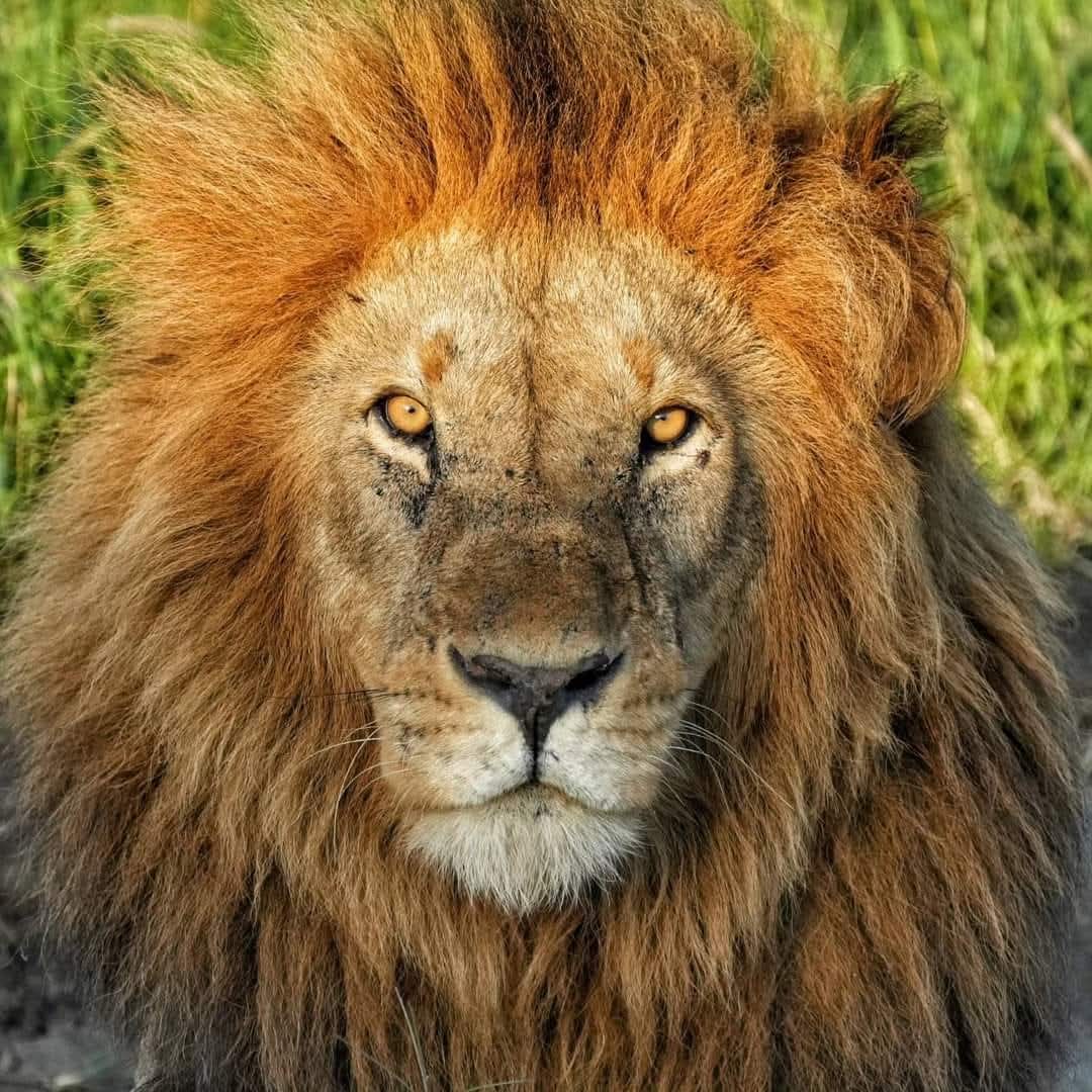 Safari Mufasa