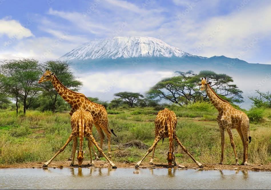 Tsavo Taita Hills Amboseli Safari