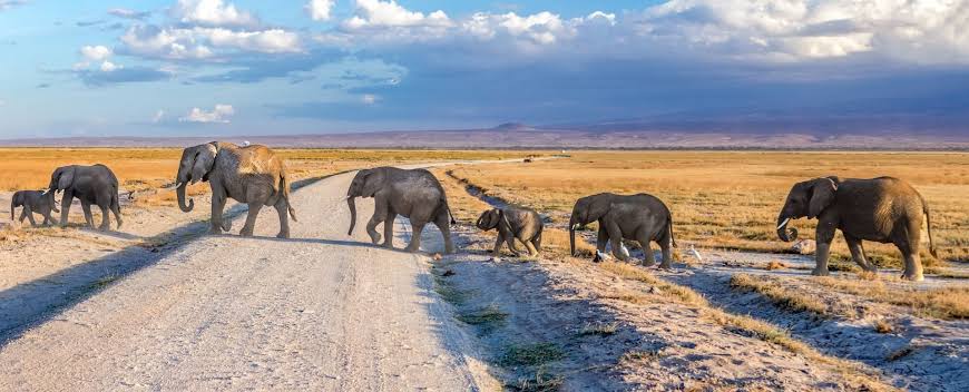 Safari e mare in Kenya