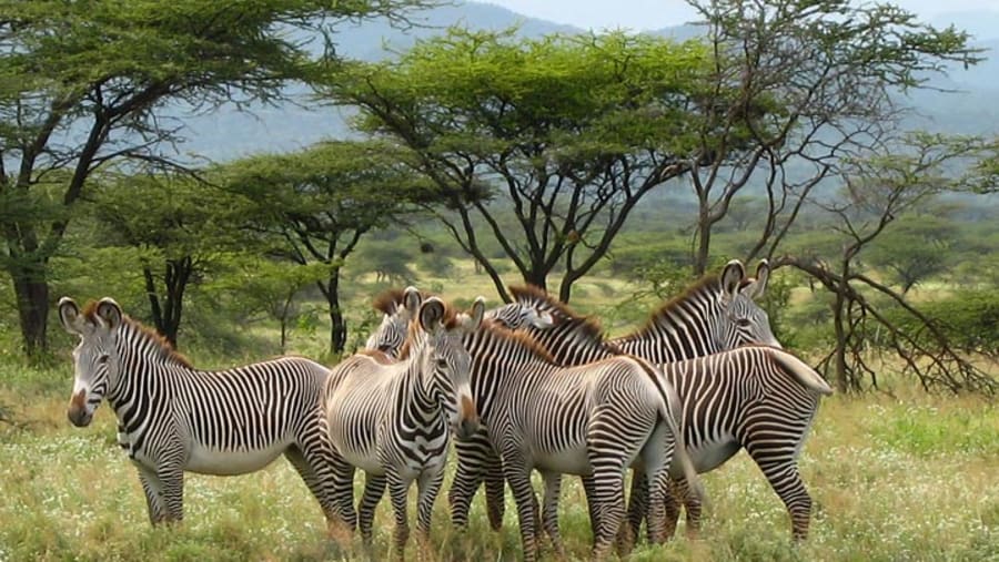 Grevy Zebra