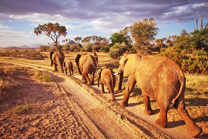 Tsavo East Safari