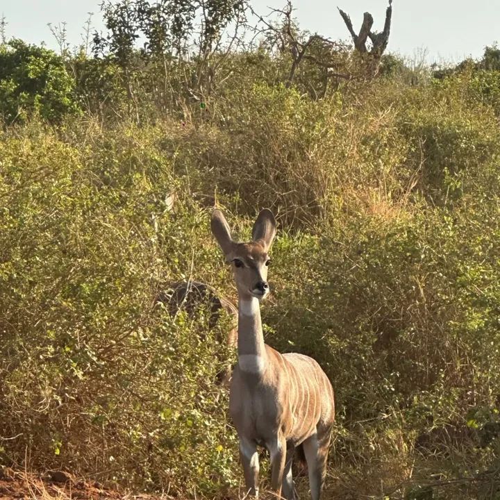 Tsavo Est Ovest Amboseli