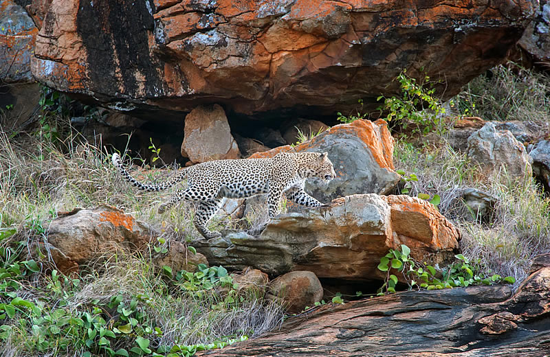 Tsavo East Safari