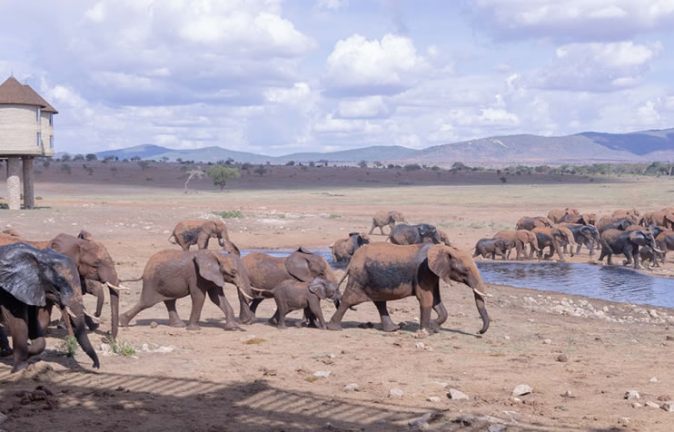Elephants Tsavo